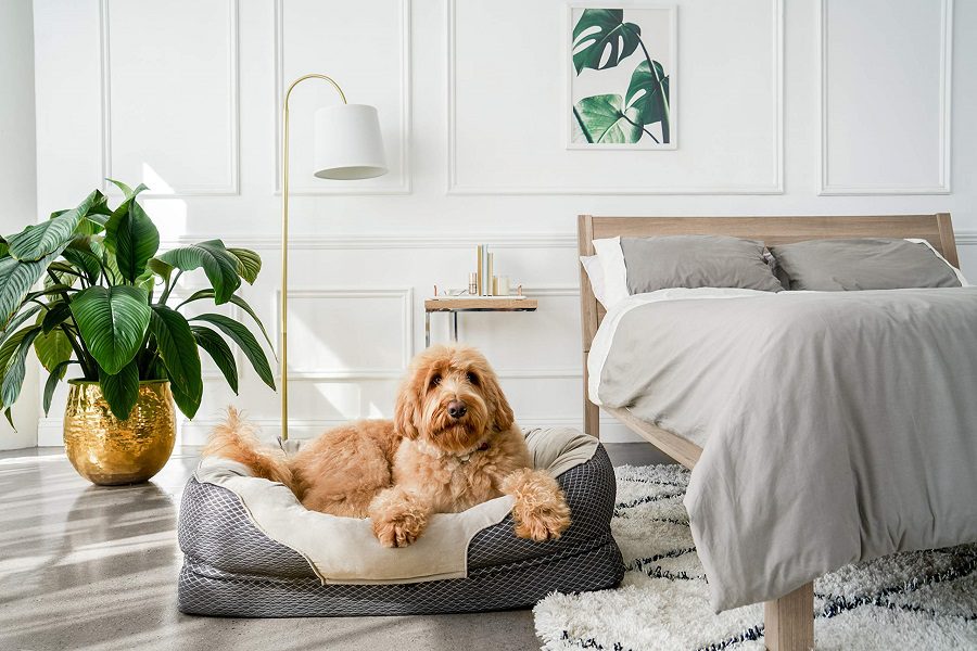 Why You Should Get A Dog Bed For Your Canine Companion