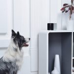 Pet Camera 101: A Guide On Protecting Your Pet