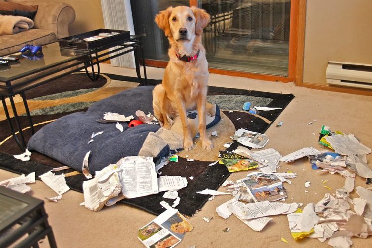 What Happens When You Leave Your Dog Alone?
