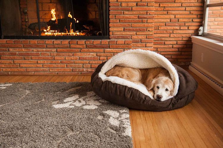 Why Your Dog Needs A Bed? 