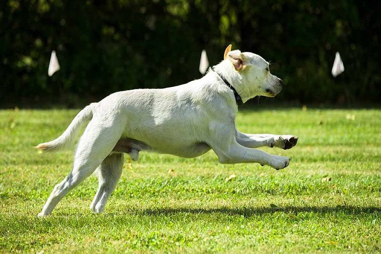 How Effective Is An Invisible Dog Fence?