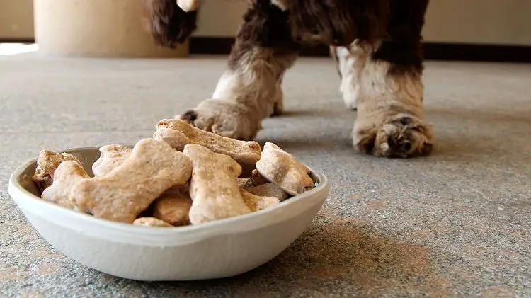 dog treats as snacks