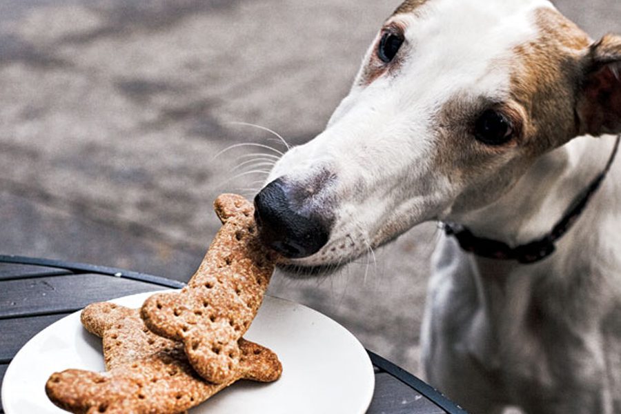 Selecting A Top Quality Natural Dog Treats For a Happier And Healthier Dog