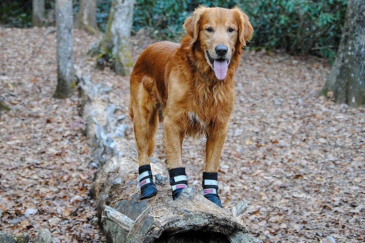 Dog shoes vs Dog Booties