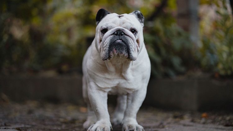 english bulldog type