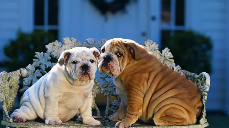 two bulldogs