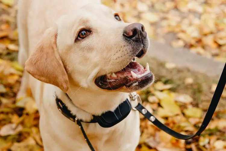 How Safe Are Bark Collars?