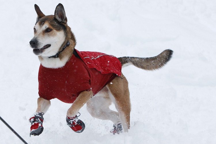 Hiking Boots For Dogs - Do They Need Them 1