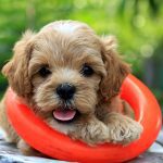New Puppy Checklist – What To Get For A New Puppy?
