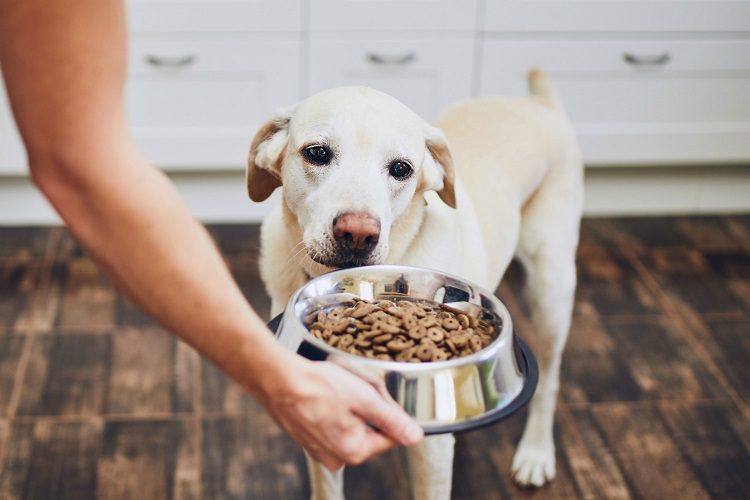 What Conditions Are Available In A Senior Dog Food Formula?