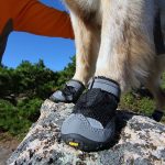 Hiking Boots For Dogs – Do They Need Them