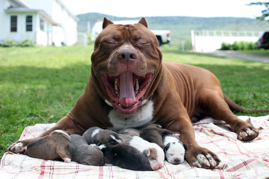 How Many Puppies Can A Pitbull Have