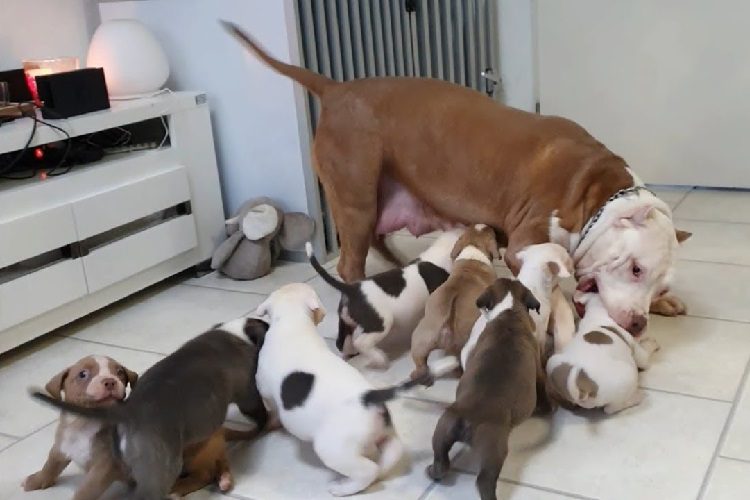 How Many Puppies Per Pitbull Mom  