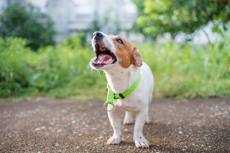 How To Deal With Your Dog’s Non-Stop Barking