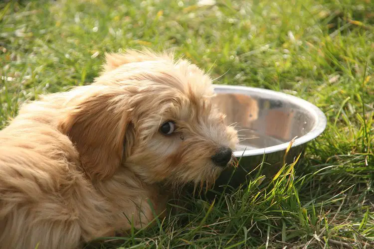 water bowl