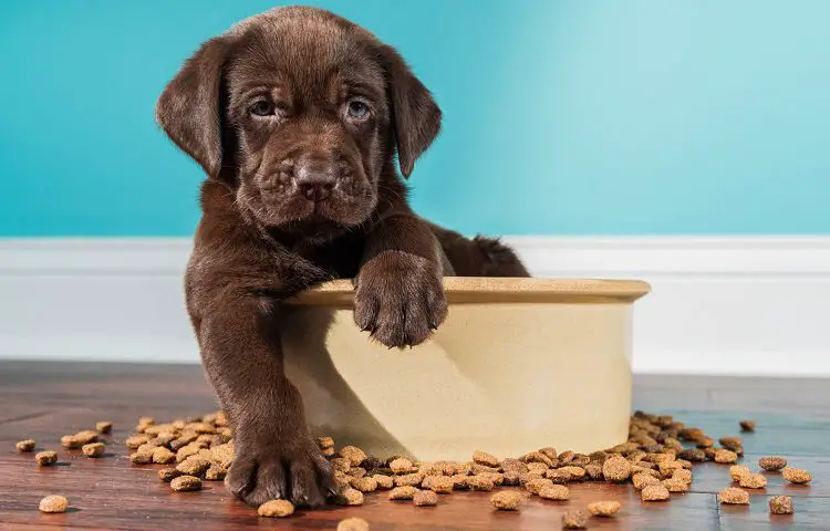 Puppy food 