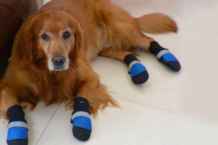 Do I need socks for my dog’s hiking shoes?