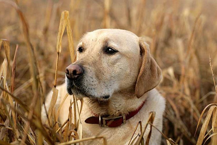 What Are the Best Bird Hunting Dogs?