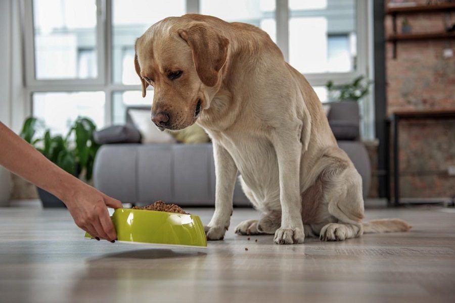 Use Senior Dog Food To Keep Your Elderly Dog Healthy
