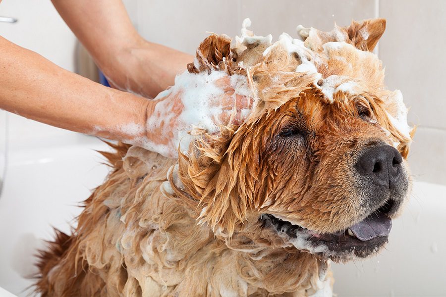 Dog Shampoo: A Beginner’s Guide