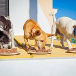 5 Tips On How To Choose A Dog Food