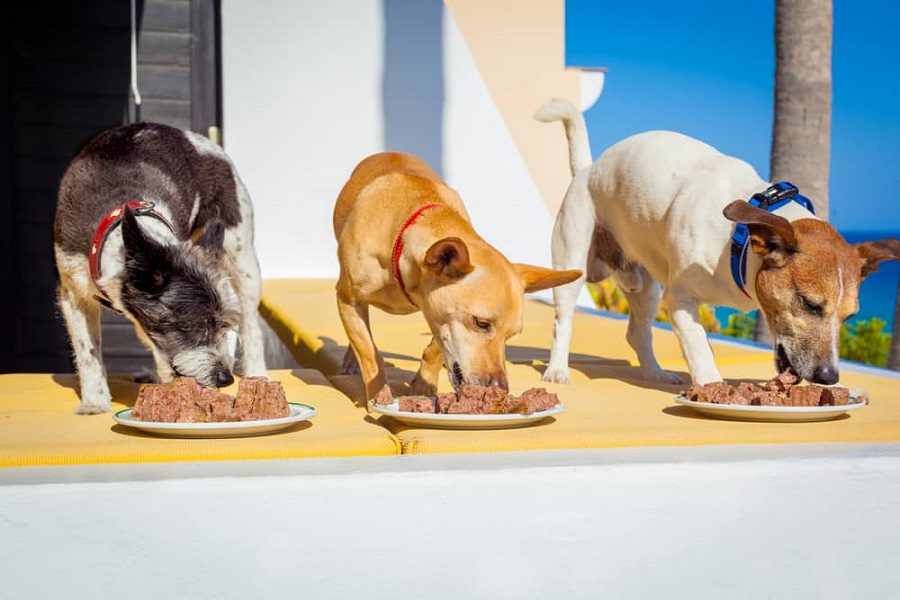 5 tips On How To Choose A Dog Food