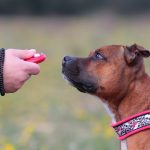 Clicker Vs Training Collar – Which is Better For Dog Training