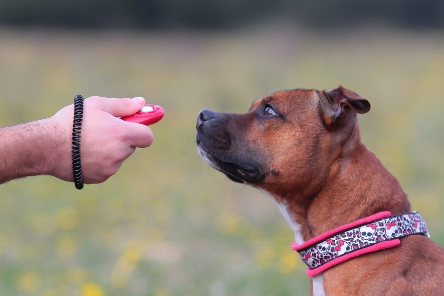 Clicker Vs Training Collar - Which is Better For Dog Training 1