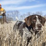 8 Things You Need to Know About Bird Dog Training