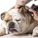 4 Bulldog Grooming Practices Made Simple