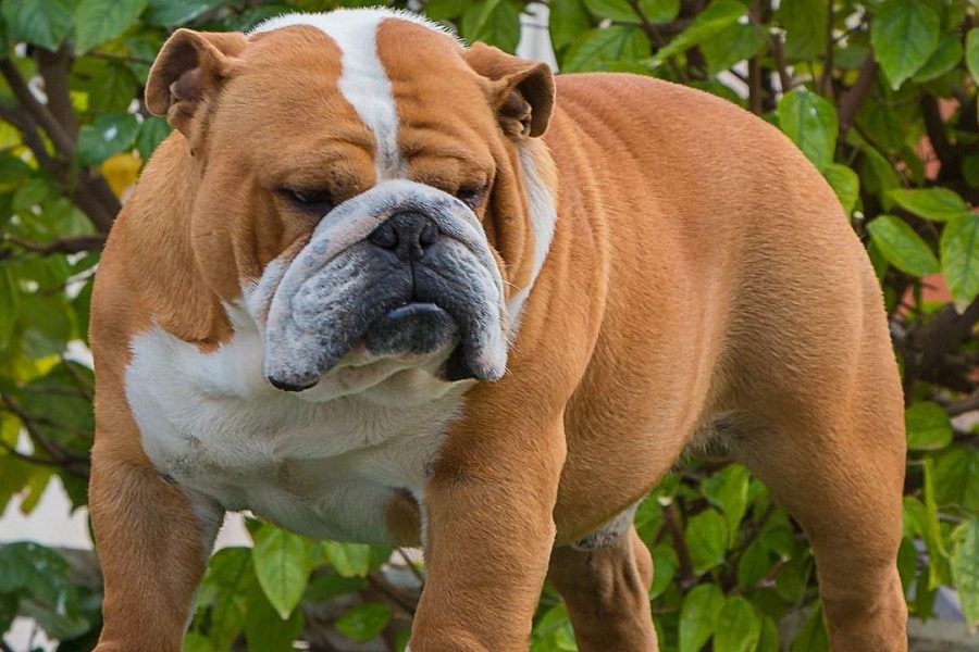 6 Common Bulldog Health Problems Explained