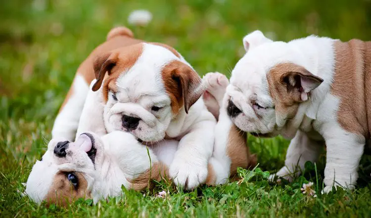 bulldog puppies playing