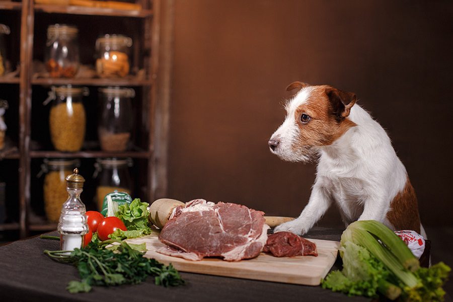Five Benefits Of Organic Dog Food You Should Know About