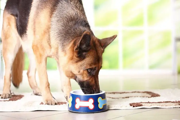 How To Choose The Best Large Breed Dog Food