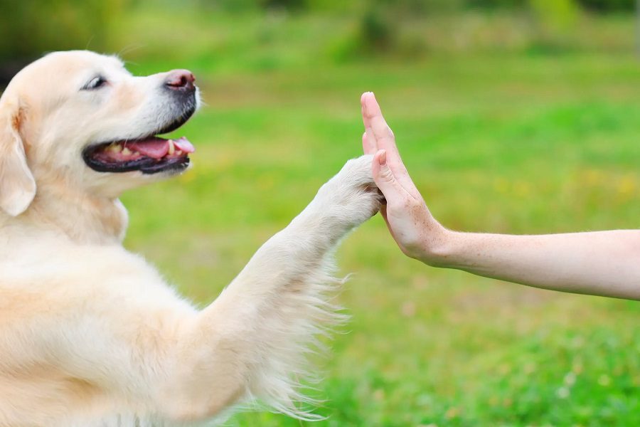 The Essential Guide To Dog Training