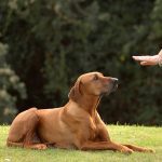 7 Steps Of Dog Obedience Training