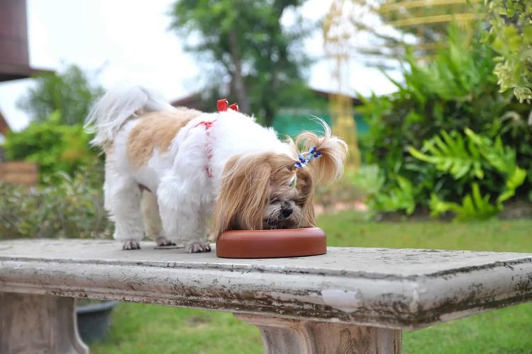 Nutrition For Your Small Breed Dog