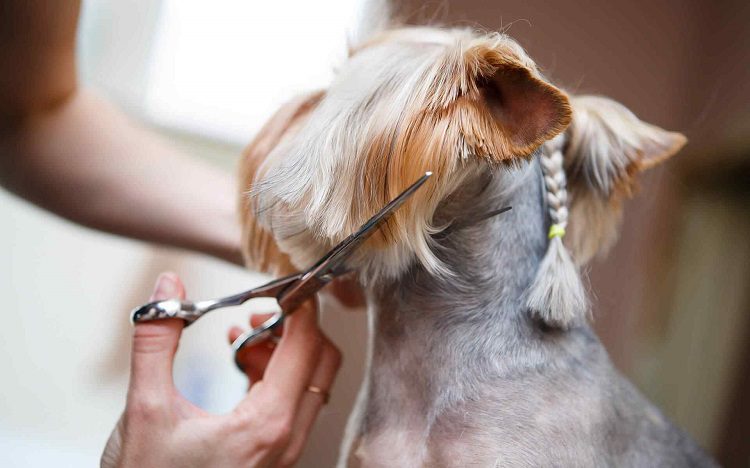 How To Become a dog Groomer?