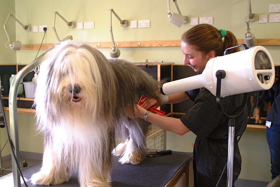 how to become a groomer for dogs
