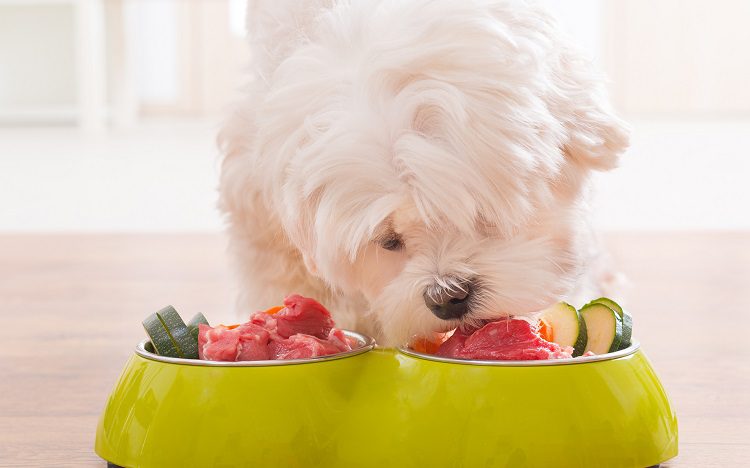 Best Dog Food For Small Breeds