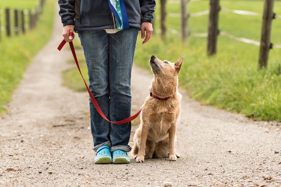 10 leash training tips
