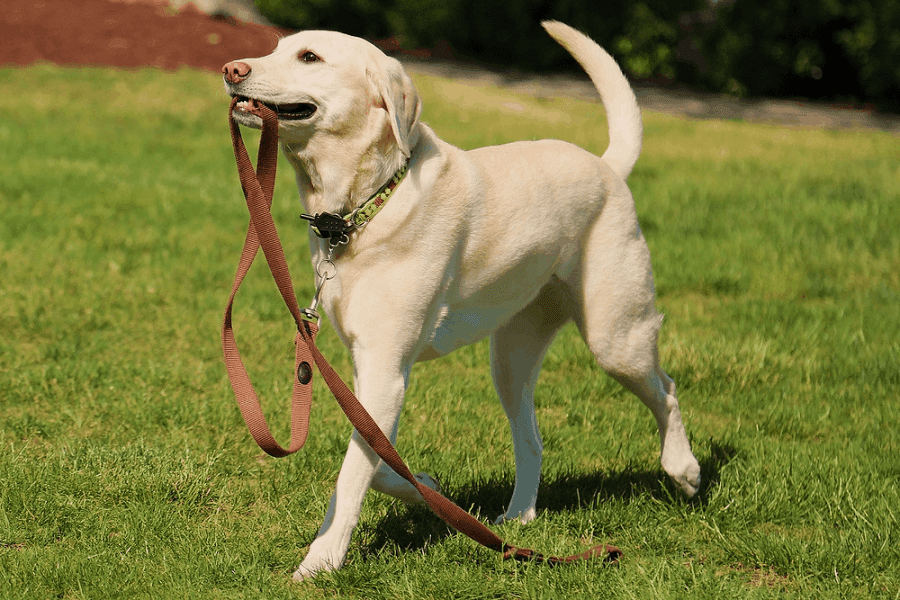 Types Of Dog Leashes & Advantages