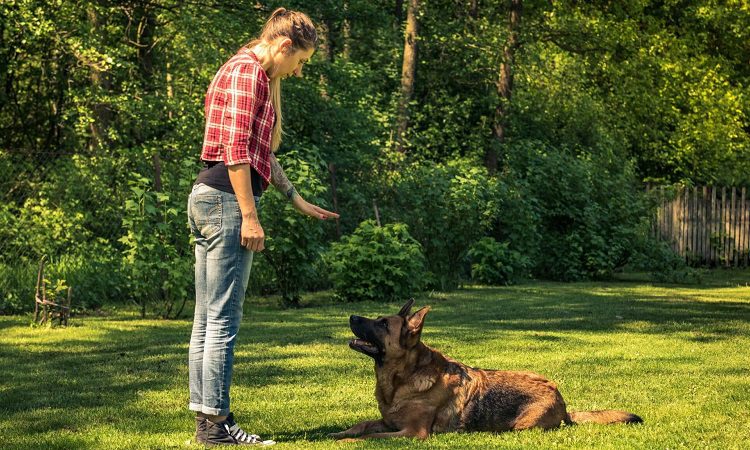 How Dog Training Commands Are Used