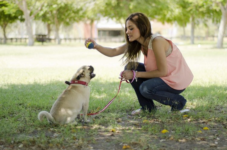 10 Tips For Leash Training