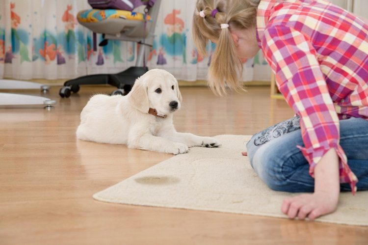Check out free online dog training