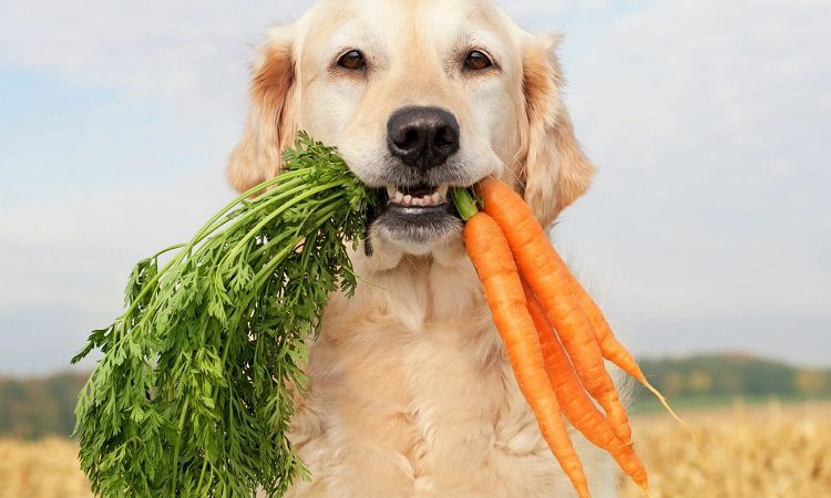 Natural, Organic Dog Food Defined
