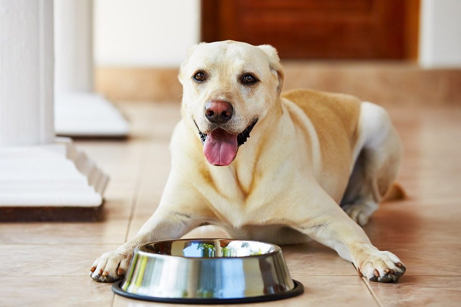How To Choose Food For Large Dogs