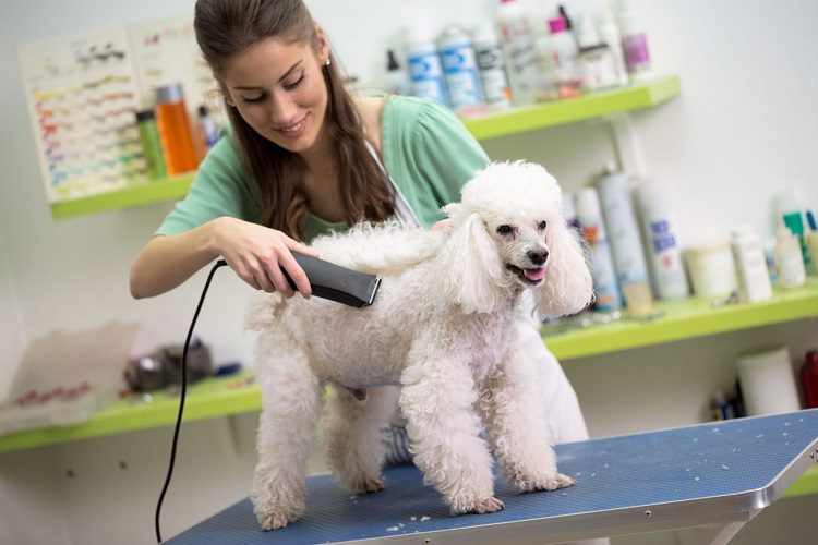 What Does dog Grooming Involve?