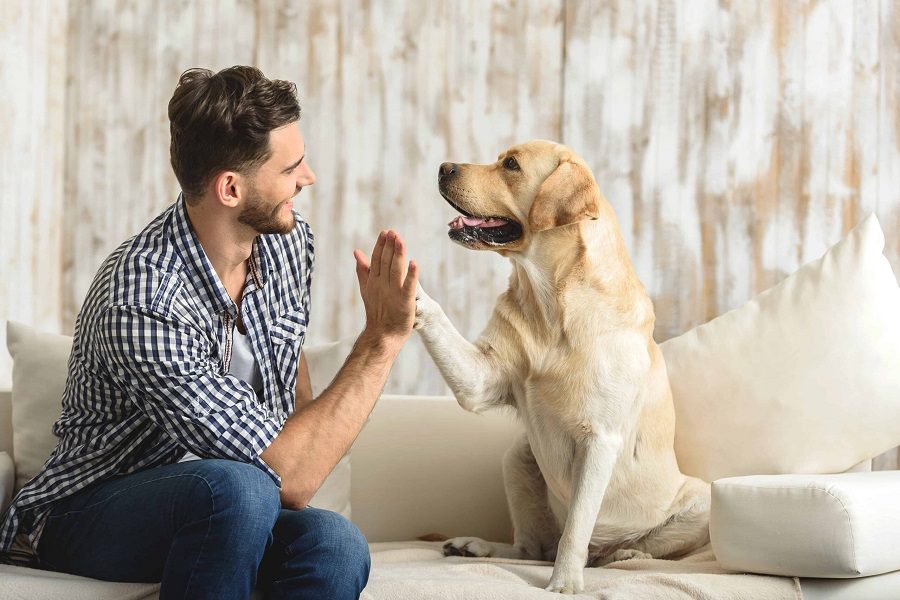 At Home Dog Training: what are the options?