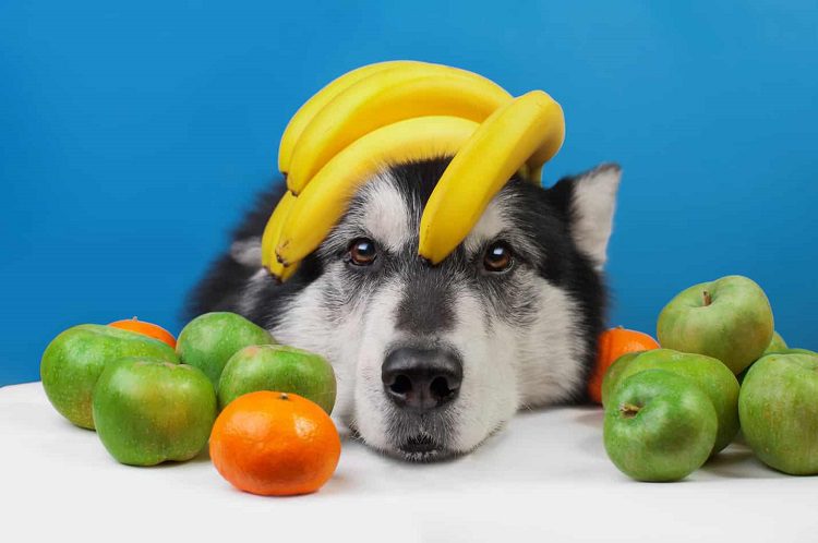 Fruits And Vegetables Dogs Can And Can’t Eat